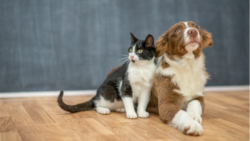 hond en kat samen
